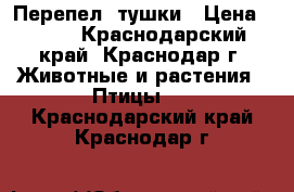 Перепел: тушки › Цена ­ 400 - Краснодарский край, Краснодар г. Животные и растения » Птицы   . Краснодарский край,Краснодар г.